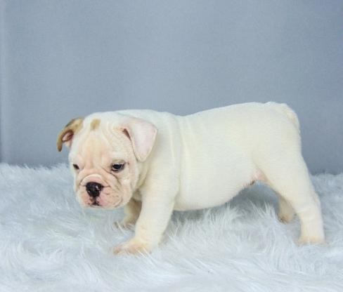 Well Trained English Bulldog Puppies Seeking New Families Image eClassifieds4u