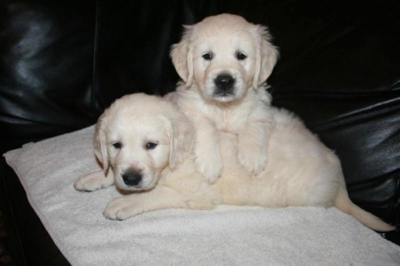 Golden Retriever puppies Image eClassifieds4u