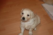 Beautiful Golden Retriever Puppies For New Homes