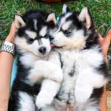 Beautiful siberian husky Puppies