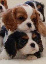 Cavalier King Charles Spaniels for rehoming