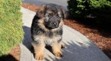 German Shepherd puppies