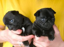 Healthy teacup Pug puppies for rehoming now