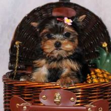 Adorable Tiny Yorkie Puppies
