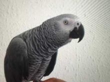 African Grey Parrots