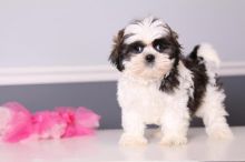 Beautiful Kc Shih Tzu Puppies