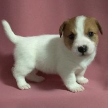 Cute and adorable Jack Russel puppies ready for adoption