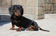 Dachshund Pedigree Smooth Haired Puppies