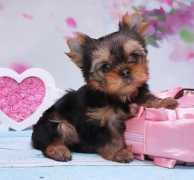 Healthy Well Trained Yorkie Puppies