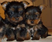 Hot Inviting Mature Yorkie Puppies For Re-homing