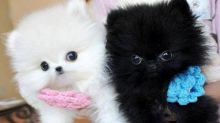 stunning little Teacup males and females Pomeranian