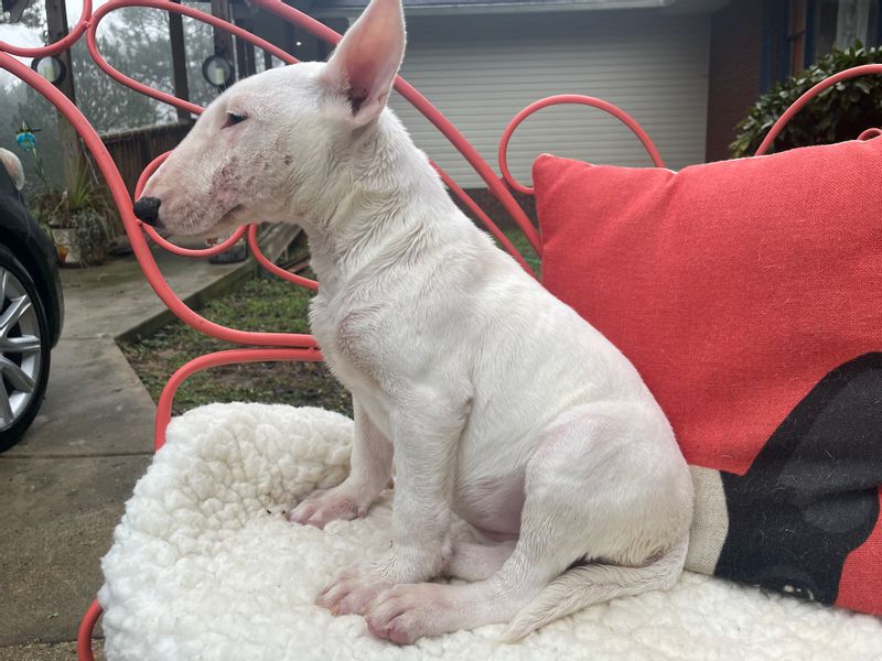 Bull Terrier Puppies - Updated On All Shots Available For Rehoming Image eClassifieds4u