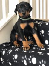 Doberman puppies Image eClassifieds4U