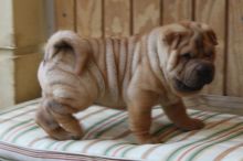 Shar Pei puppies Image eClassifieds4U