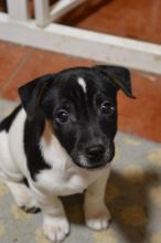 Beautiful Jack Russell Terrier Puppies Image eClassifieds4U