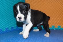 Boxer puppies for adoption Image eClassifieds4u 2