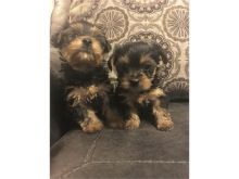 Jovial Yorkie Puppies for Sale! Image eClassifieds4U