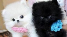 stunning little Teacup males and females Pomeranian Image eClassifieds4U