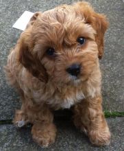 2 cute of CKC registered male and female Cavapoo Puppies