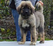 Pedigree Caucasian Ovcharka puppies