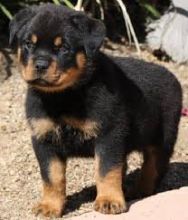 Rottweiler male and female puppies