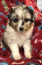 Australian Shepherd Puppies - Updated On All Shots Available For Rehoming