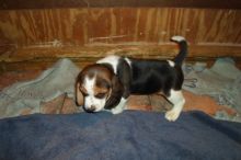 Beagle Puppies - Updated On All Shots Available For Rehoming