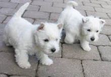 Beautiful West Highland Terriers