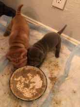 Chinese Shar Pei Puppies - Updated On All Shots Available For Rehoming