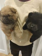 Chow Chow Puppies - Updated On All Shots Available For Rehoming