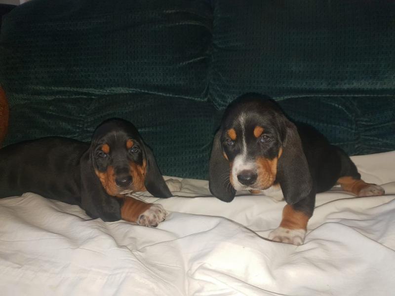Basset Hound Puppies - Updated On All Shots Available For Rehoming Image eClassifieds4u
