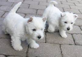 Beautiful West Highland Terriers Image eClassifieds4u