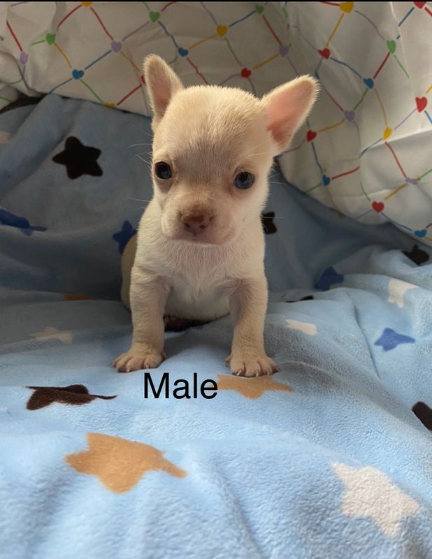 Chihuahua Puppies - Updated On All Shots Available For Rehoming Image eClassifieds4u