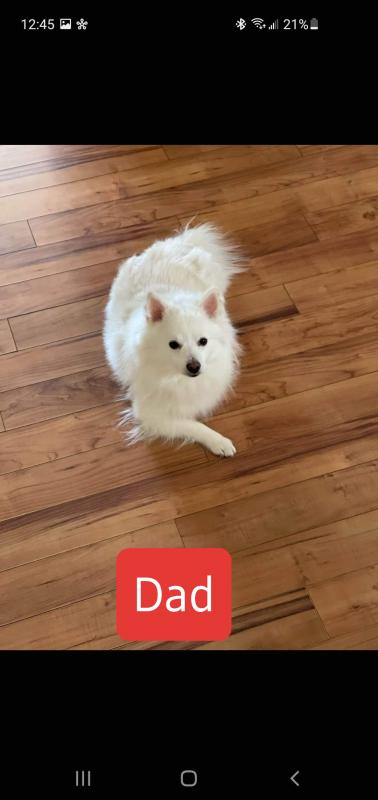 Imo-Inu puppies Image eClassifieds4u