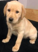 Labrador Retriever Puppies - Updated On All Shots Available For Rehoming Image eClassifieds4U