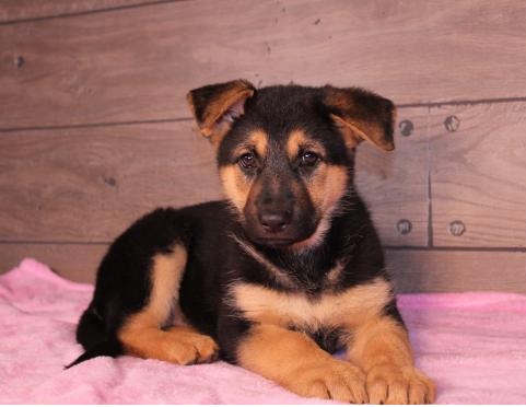 C.K.C MALE AND FEMALE GERMAN SHEPHERD PUPPIES AVAILABLE Image eClassifieds4u