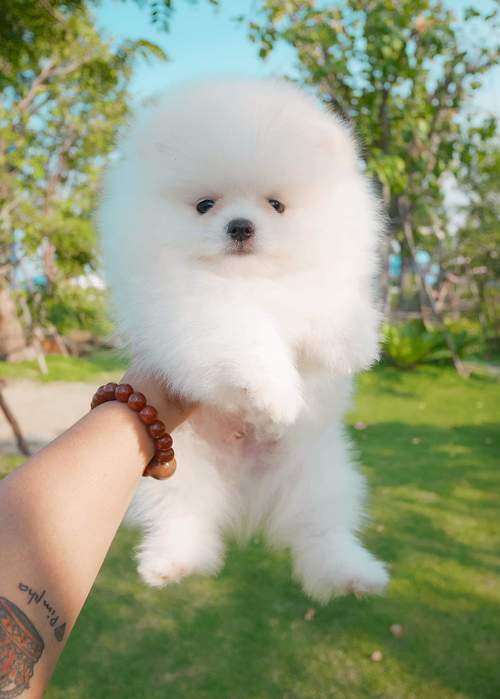 teacup white Pomeranian puppies. Image eClassifieds4u