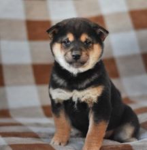 C.K.C MALE AND FEMALE SHIBA INUPUPPIES AVAILABLE