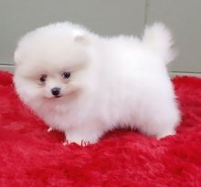 teacup white Pomeranian puppies.