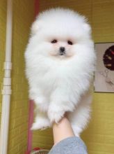 ? ? ?? ? TWIN AKC REG TEACUP pomeranian PUPPIES FOR FREE ADOPTION? ?? ? ?? ?