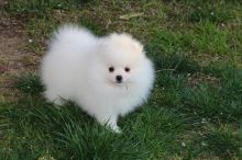 Amazing Male and Female Pomeranian puppy available for adoption.