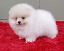 Friendly, affectionate and intelligent Pomeranian puppies.