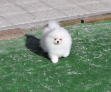 Pomeranian puppies for adoption