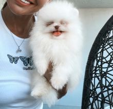 Purebred Teacup Pomeranian puppies Ready for pickup