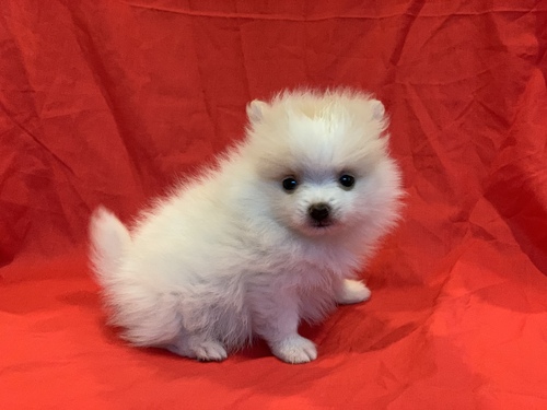 Amazingly stunning Teacup Pomeranian Puppies Available For New Homes Image eClassifieds4u