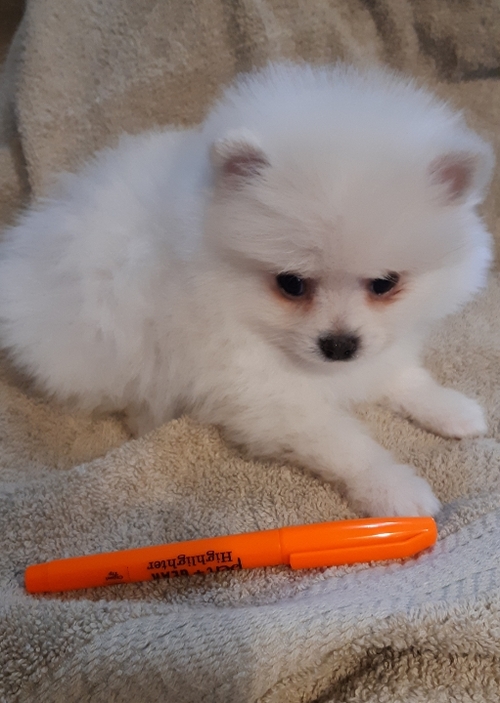 Celebrity Pomeranian Puppies Good Homes. Image eClassifieds4u