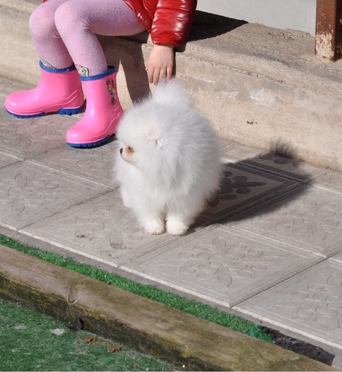 Healthy Home raised Pomeranian pups available Image eClassifieds4u