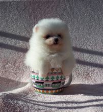 Male And Female Pomeranian Puppies Available. Image eClassifieds4U