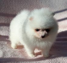 Male and female Pomeranian puppies ready to go Image eClassifieds4U