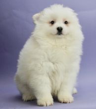 Teacup Pomeranian Pups Available Image eClassifieds4U